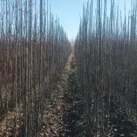 نهال های پرکیفیت و اصلاح شده|خدمات باغبانی و درختکاری|ساری, |دیوار