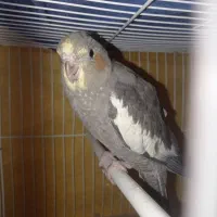 عروس هلندی|پرنده|مشهد, ویلاشهر|دیوار