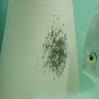 جفت دیسکس ۶ اینچ نژاد خاص هچ بالا بچه دوست|ماهی|تهران, استاد معین|دیوار