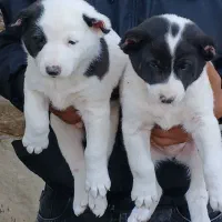 تیل قدرجونی