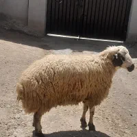 شیشک قوچ داشتی