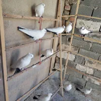 کبوتر دم سیاه|پرنده|ایوان, |دیوار
