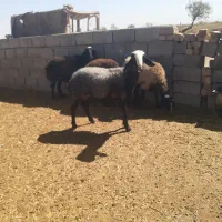 میش اصیل شال