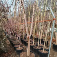 درخت بزرگ توت مجنون ،سیاه ،شاتوت ،فر