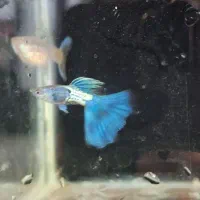 گوپی بلاک متال ابی رنگ کم یاب