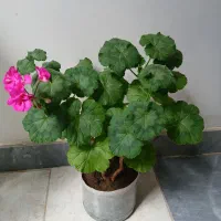 گل شمعدانی و قاشقی