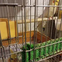 عروس هلندی|پرنده|خرمآباد (تنکابن), |دیوار