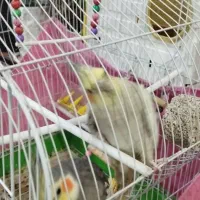 عروس هلندی دستی و رام با قیمتی بسیارمناسب|پرنده|کنگاور, |دیوار