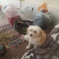 دو عدد سگ شیردوز خارجی|سگ|محمدیه-قزوین, |دیوار