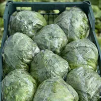 کارگر صادرات