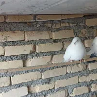 کفتر کبوتر|پرنده|جوادآباد, |دیوار