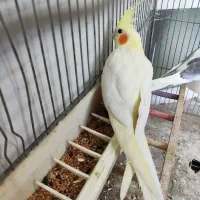 طوطی عروس هلندی نر و ماده