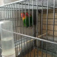 پرنده|پرنده|سهند, |دیوار