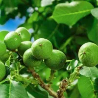 فروش درخت گردو لارا دیرگل