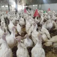 جوجه بوقلمون .تخم نطفه دار بوقلمون