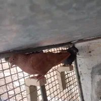 کفتر