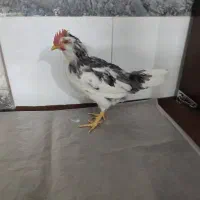 جوجه خروس گلین