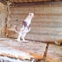 کفتر  ۲تا ماده  کاکولی پریا