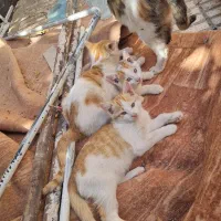 واگذاری رایگان بچه گربه