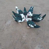 فروش|حیوانات مزرعه|اراک, |دیوار