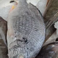 صید روز|خوردنی و آشامیدنی|اصفهان, رسالت|دیوار