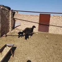 میش همو دوقلو