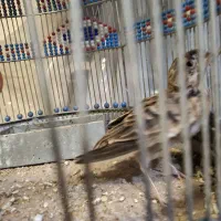 سهره خاکی فروش یا معاوضه
