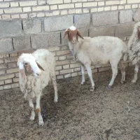 ۶عددگوسفند سرحال