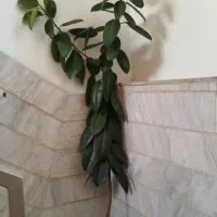 ۲ عدد گل فیکوس آپارتمانی|گل و گیاه طبیعی|ری, فیروزآبادی|دیوار