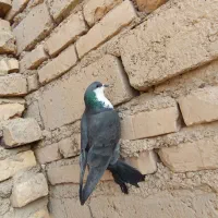 کبوتر سبز مگس سوسکی چاپی بور|پرنده|زهک, |دیوار