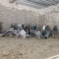 کبوتر کفترپر صدا کن اصفهانی