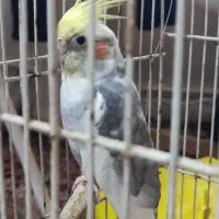 4 عدد عروس هلندی نژادهای لوتینو و ابلق و سیامون|پرنده|مشهد, ادیب نیشابوری (شهرک غرب)|دیوار