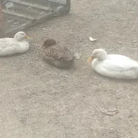 مرغ و غاز و اردک|حیوانات مزرعه|رستمآباد, |دیوار