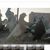 کبوتر پرشی|پرنده|بیرجند, |دیوار