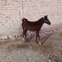 اسب کره مادیان