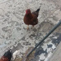 مرغ محلی تپل|حیوانات مزرعه|کرج, اخترآباد|دیوار