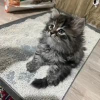 گربه نژاد بریتیش اسکاتیش