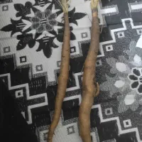 آنغوزه شیرین