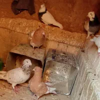 فروش رنگی و پلاکی