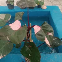 انواع گلهای آپارتمانی|گل و گیاه طبیعی|ابهر, |دیوار