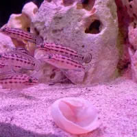 فروش ماهی جولی مارلی .تانگانیکا