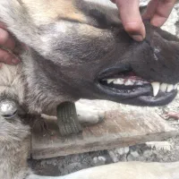 سگ ماده سرابی