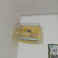 یک جفت فنچ با قفس