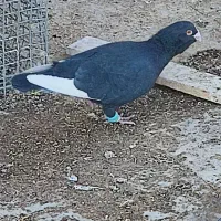 کبوتر قره|پرنده|زبرخان, |دیوار