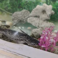 آکواریم تمکیل|ماهی|گلبهار, شهر جدید گلبهار|دیوار