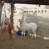 بزه نری صومال|حیوانات مزرعه|بندرعباس, |دیوار