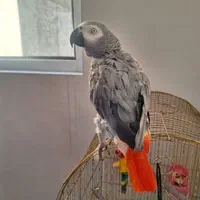 کاسکو نر دم قرمز