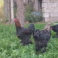خروس برهما|حیوانات مزرعه|جلفا, |دیوار