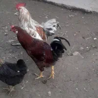 فروش خروس گلین|حیوانات مزرعه|گتوند, |دیوار