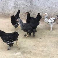 مرغ و جوجه تزیینی